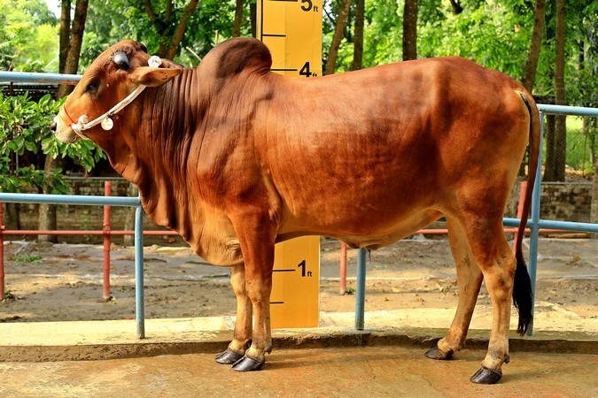 Deshi Shahi Cow