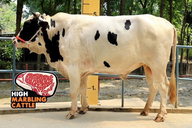 Australian Friesian Cow